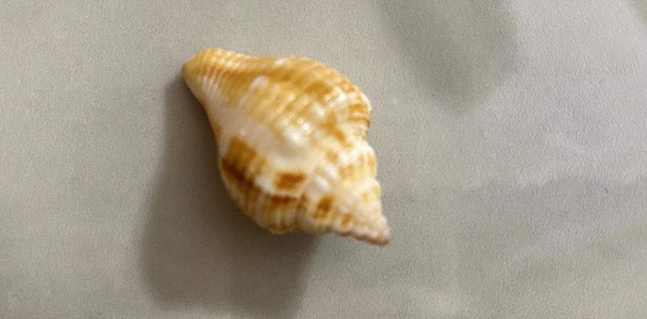 seashell